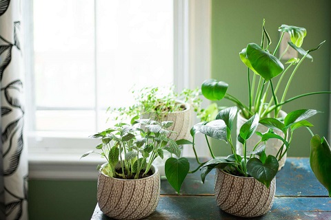 Protecting Plants from Harsh Sunlight